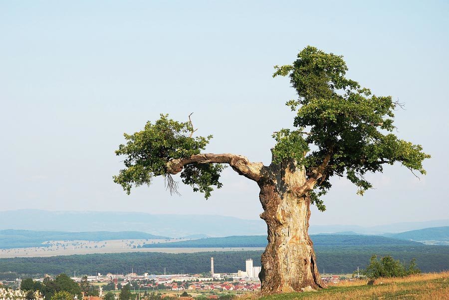 Stejarul Singuratic