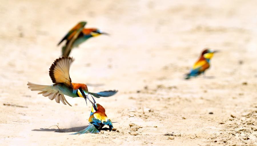 Bee-Eaters Colony