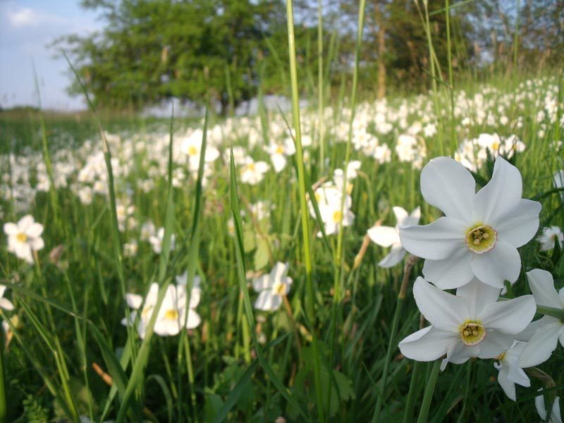 The Lent Lilies Glade from Gurghiu