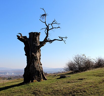 The Lonely Oak